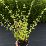 Marulka kocúrnik (Calamintha nepeta) ‘BLUE CLOUD’ - kont. C1L